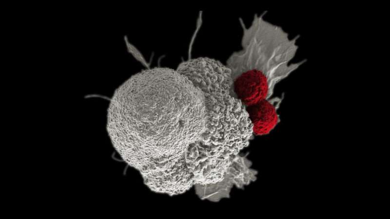 故意破坏DNA可以提高肾癌免疫治疗的有效性