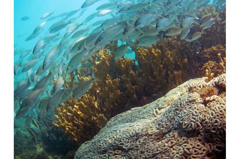 Delicate balance of coral reef processes creates management challenges
