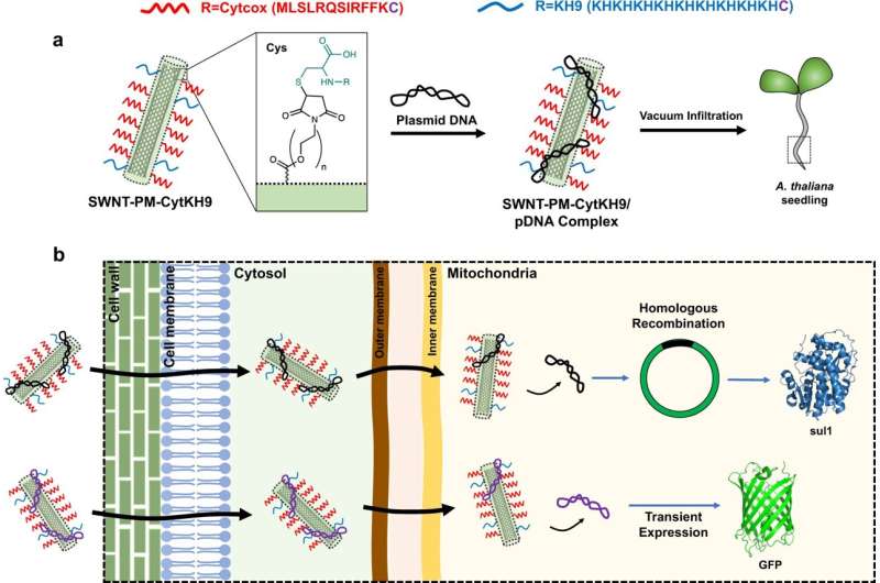 Delivering genes into plant mitochondria using polymer-coated carbon nanotubes