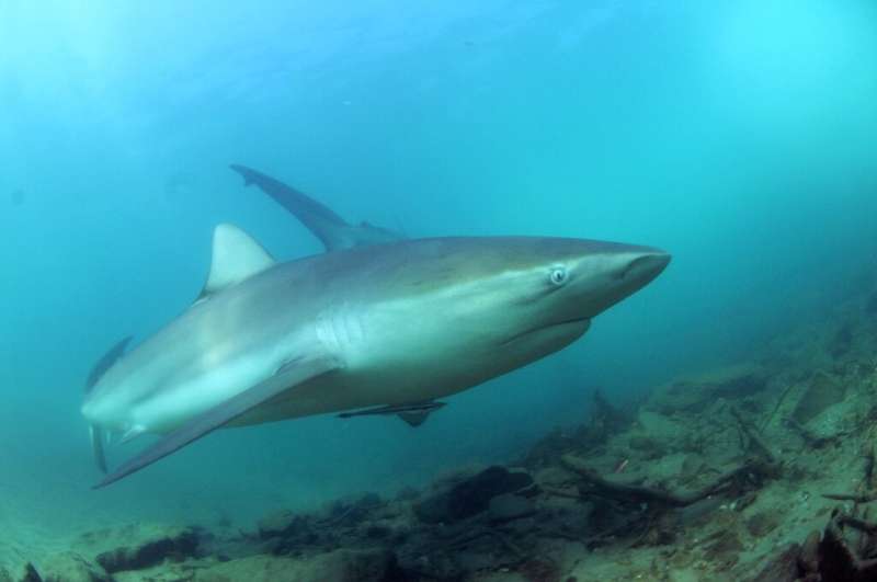 Demand for fins and meat has driven an estimated 71-percent decline in ocean sharks and rays since 1970