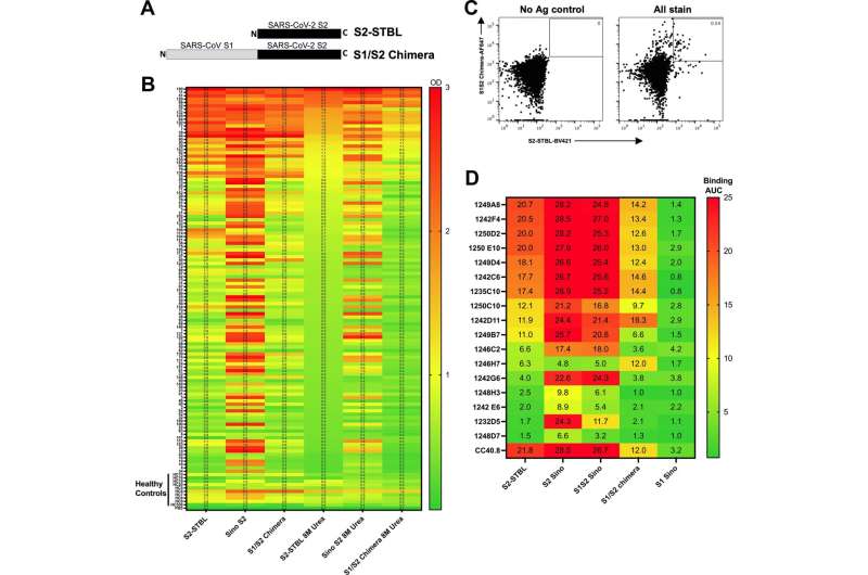 Demonstration of a potent, universal coronavirus monoclonal antibody therapy for all COVID-19 variants