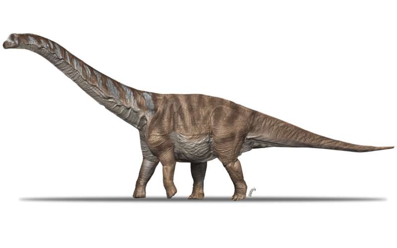 Described a new large titanosaurian dinosaur from the Pyrenees
