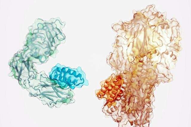 Design of proteins binders from target structure alone