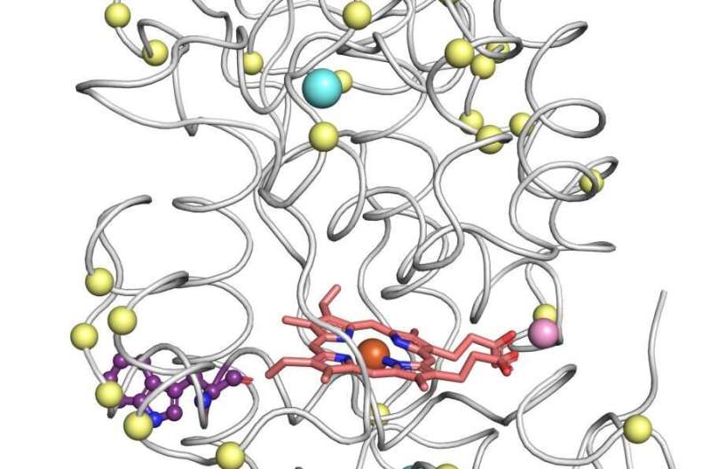 Designing Proteins Just Got a Lot Easier - Chemistry | Weizmann Wonder Wander