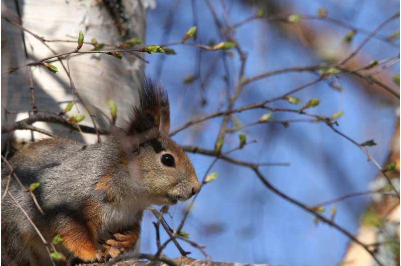 Despite frequent sightings, the habitats of the red squirrel in Berlin are small and fragmented