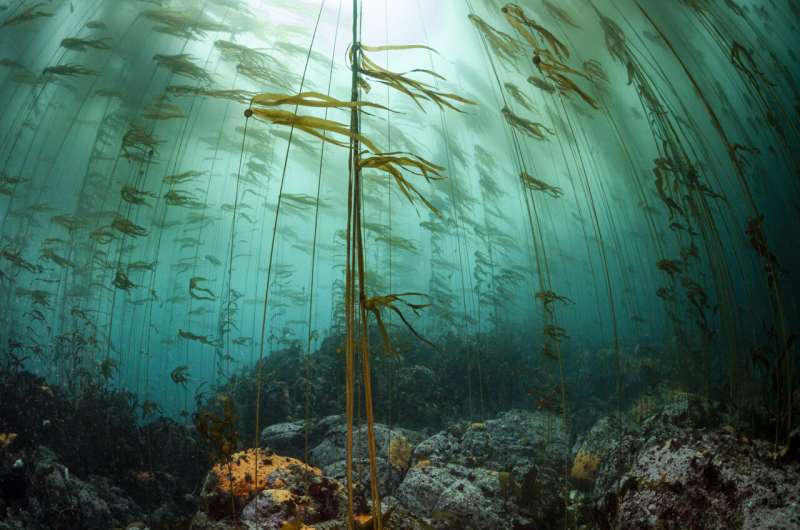 Destruction and recovery of kelp forests driven by changes in sea urchin behavior