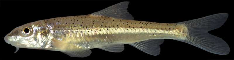 Detecting Texas drought conditions with small fish