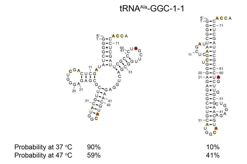 Determining the structure of small RNAs