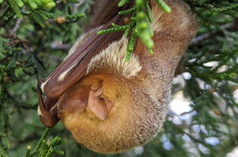 'Devastatingly cute' bats look for bugs in forest clearings and corridors