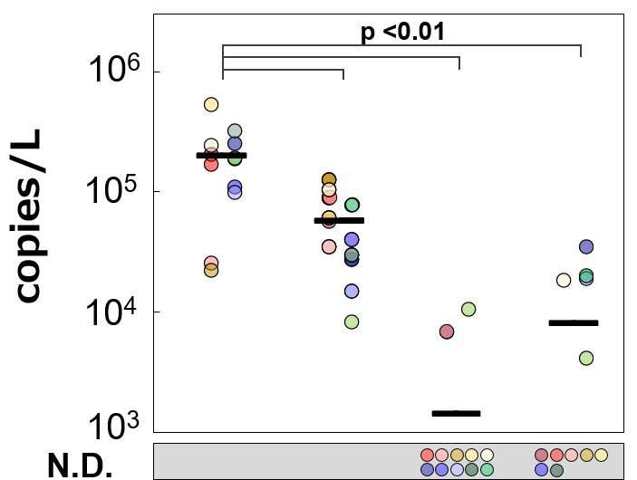 Development of an automatable highly sensitive method for coronavirus detection in wastewater (COPMAN method)