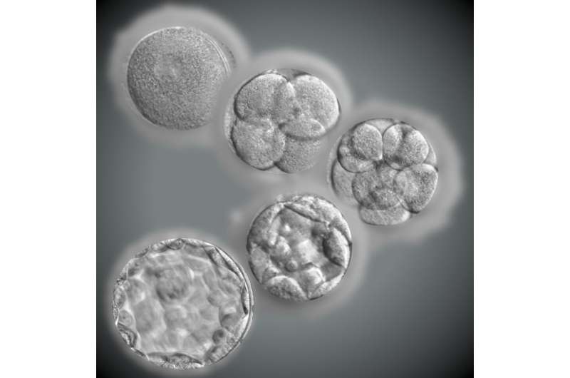 Developmentally arrested IVF embryos can be coaxed to divide