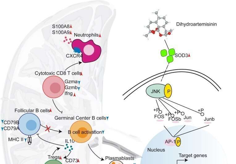 Dihydroartemisinin regulates splenic immune cell heterogeneity through SOD3-JNK-AP-1 Axis