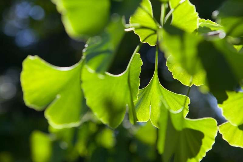 Dinosaur food and Hiroshima bomb survivors: maidenhair trees are 'living fossils' and your new favourite plant