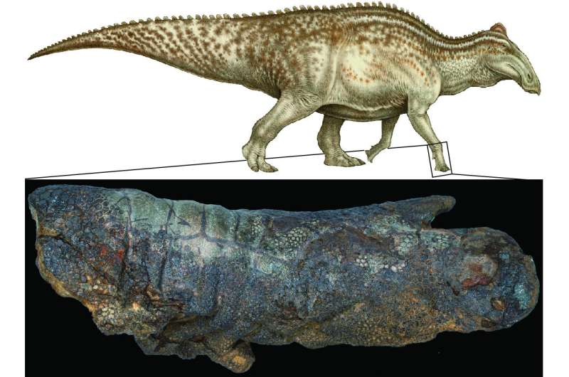 Dinosaur “mummies” might not be as unusual as we think