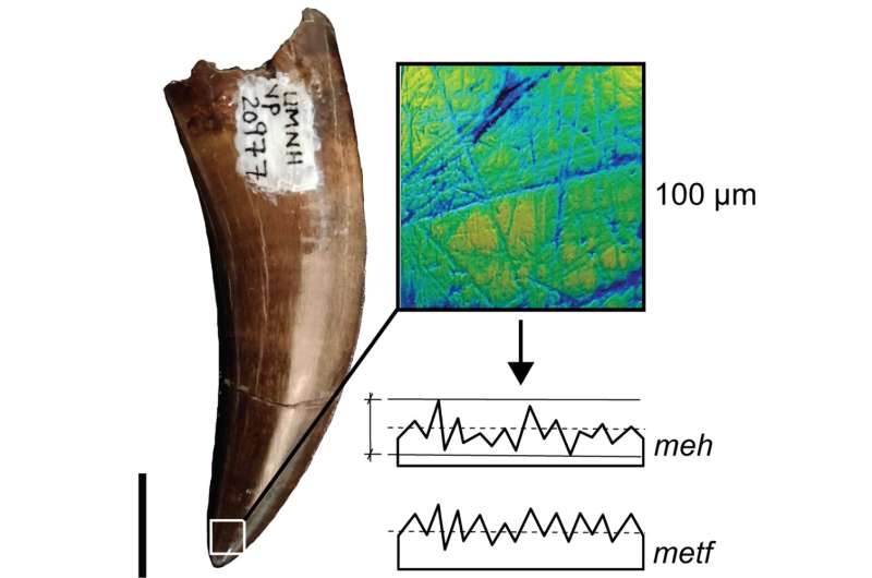 Dinosaur teeth reveal what they didn't eat