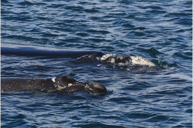 Discovering the whereabouts of the inclusive southern right whale during the warmer months