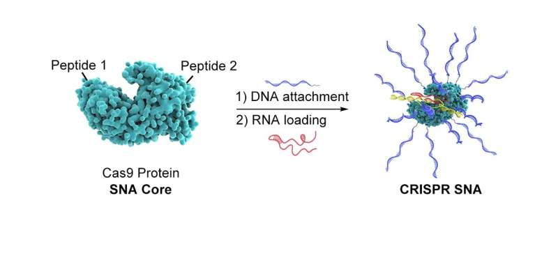 Discovery broadens scope of use of CRISPR gene editing
