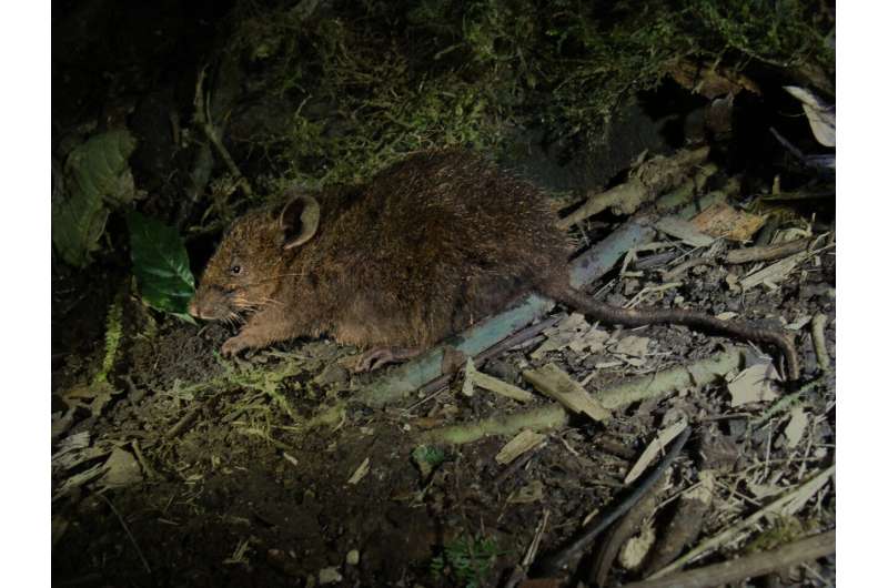 Discovery of a long-nosed “shrew mouse” on a mountain in the Philippines will help to protect giant eagles