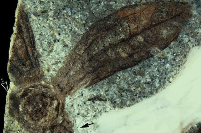 Discovery of ancient plant fossils in Washington points to paleobotanic mystery