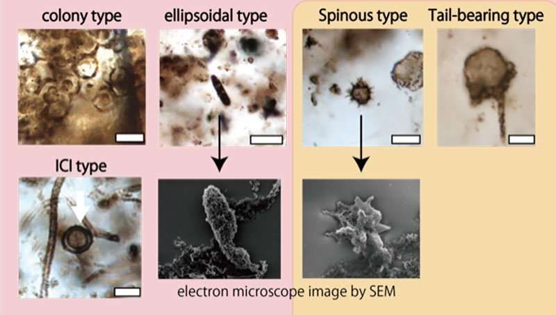 Discovery of new types of microfossils may answer age-old scientific question