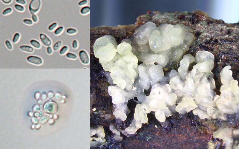 Discovery, rediscovery, and reassignment: Redefining fungal biodiversity