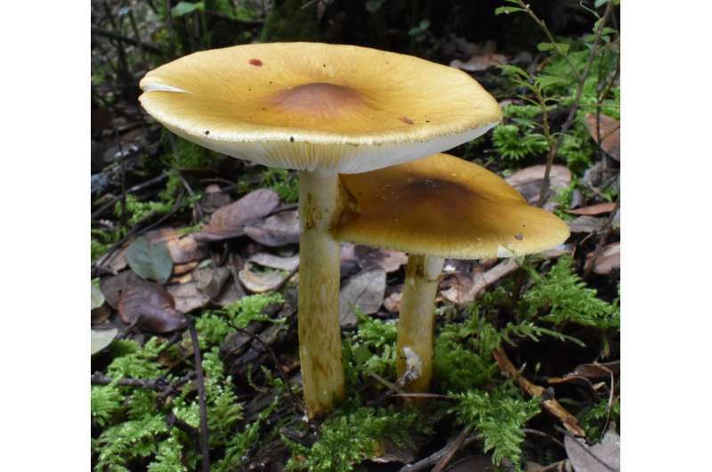 Distantly related mushrooms found to have gained ability to make toxin via horizontal gene transfer