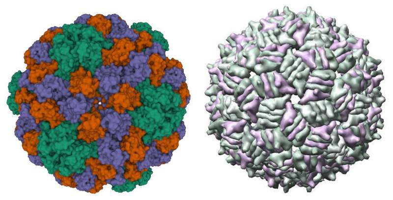 Distantly related viruses share self-assembly mechanism