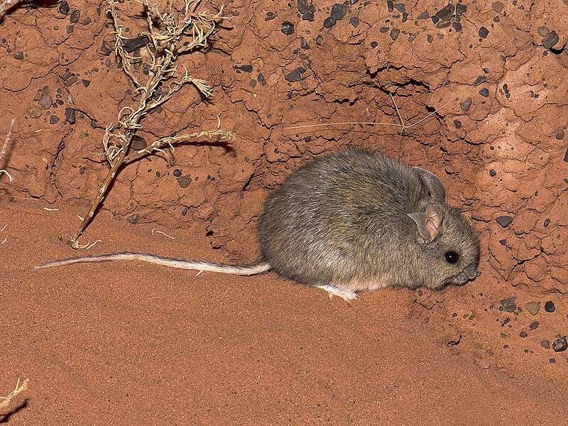 Distribution of females influences the evolution of testes size in Australian rodents