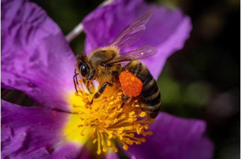 DNA contained in honey reveals honeybee health