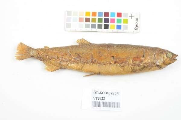 DNA cracks a century-old mystery about New Zealand's only extinct freshwater fish