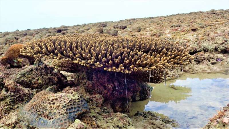 DNA reveals the past and future of coral reefs