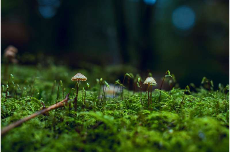 Do haloes really use language to communicate with each other?  A fungi specialist is researching