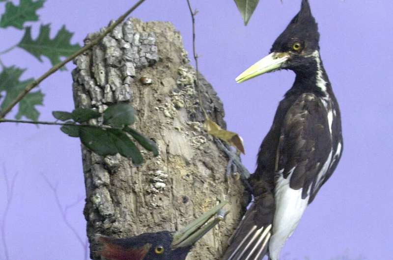 Do videos show ivory-billed woodpecker, or is it extinct?