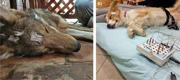 Do wolves sleep like dogs?