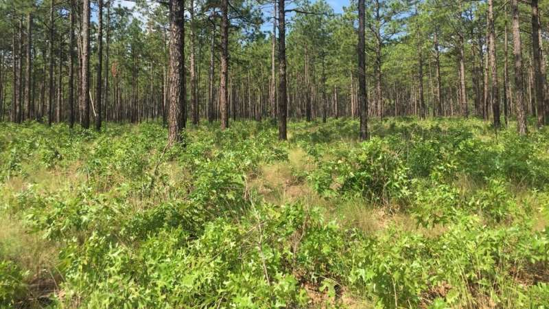 Does prescribed fire threaten quail nests?