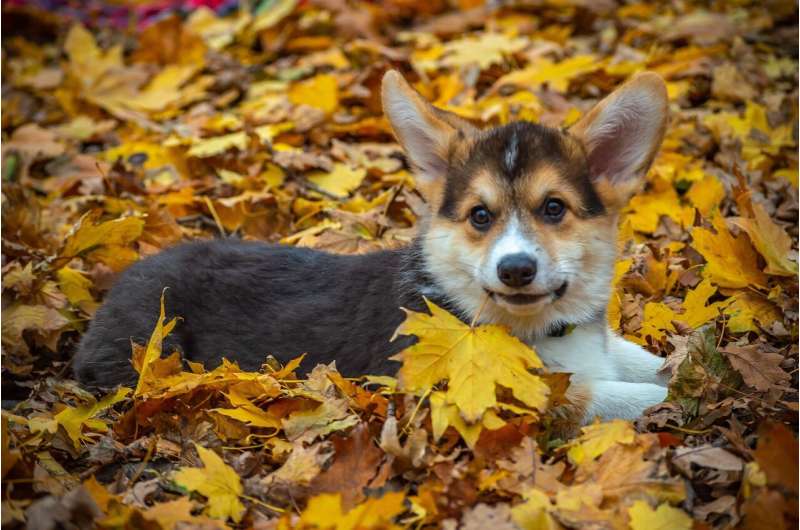 dog fall leaves