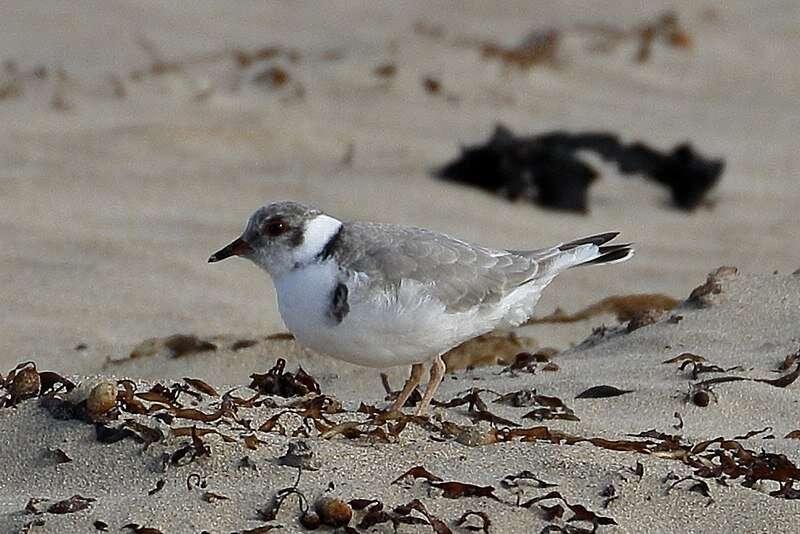 Dog urine to the rescue of threatened hooded plovers