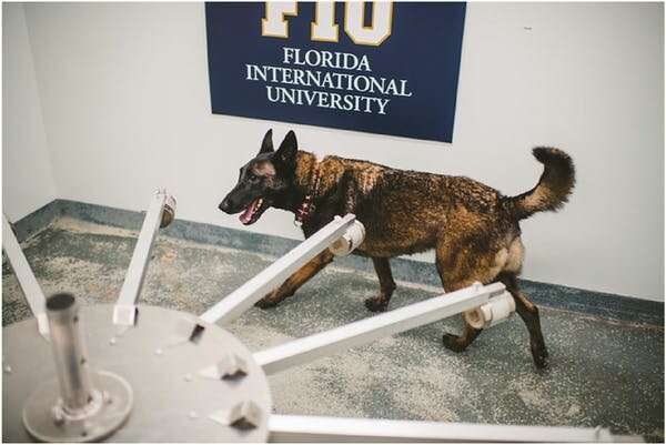 Dogs can be trained to sniff out COVID-19 — a team of forensic researchers explain the science