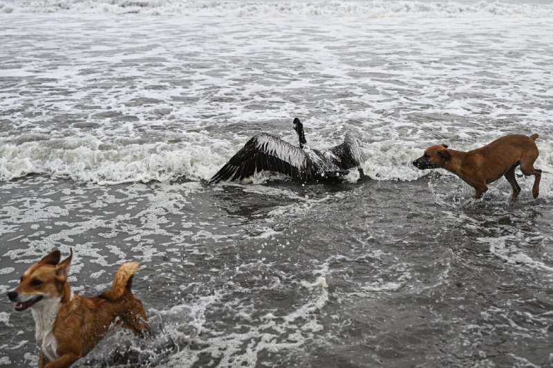 Dogs pass by a pelican suspected to be sick from H5N1 avian influenza on a beach in Lima