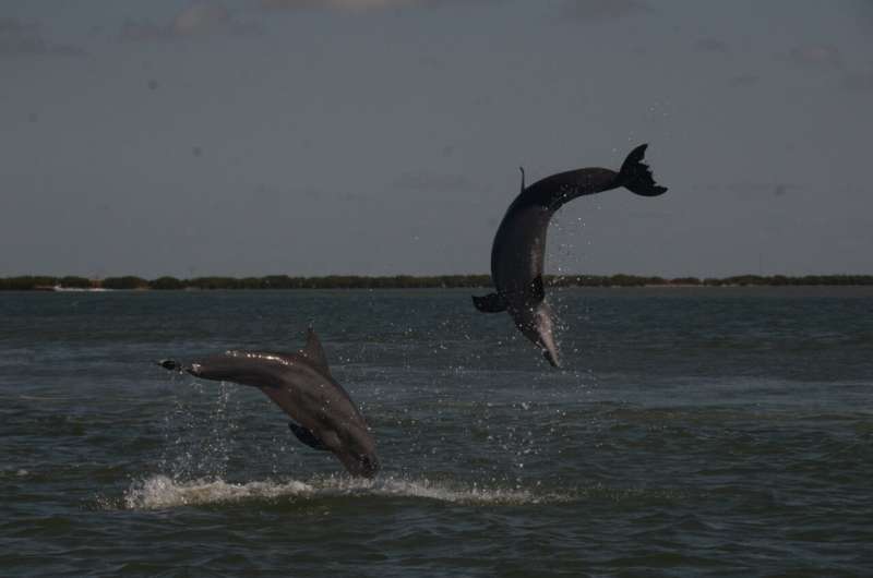 بر اساس داده های آناتومیکی، دلفین های ماده دارای کلیتوریس فعال هستند