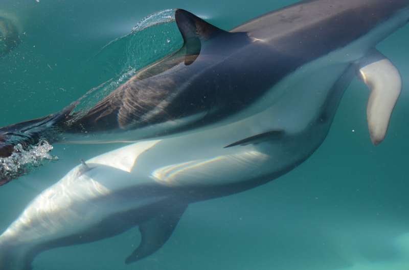 Dolphin females have working clitoris, anatomical evidence suggests