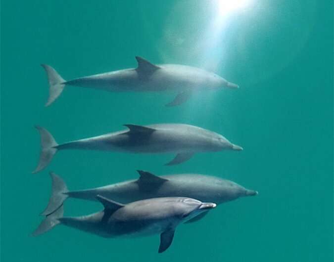 Dolphins form largest alliance network outside humans, study finds