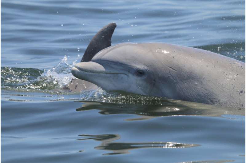 Dolphins' playful social habits form bonds, but spread virus