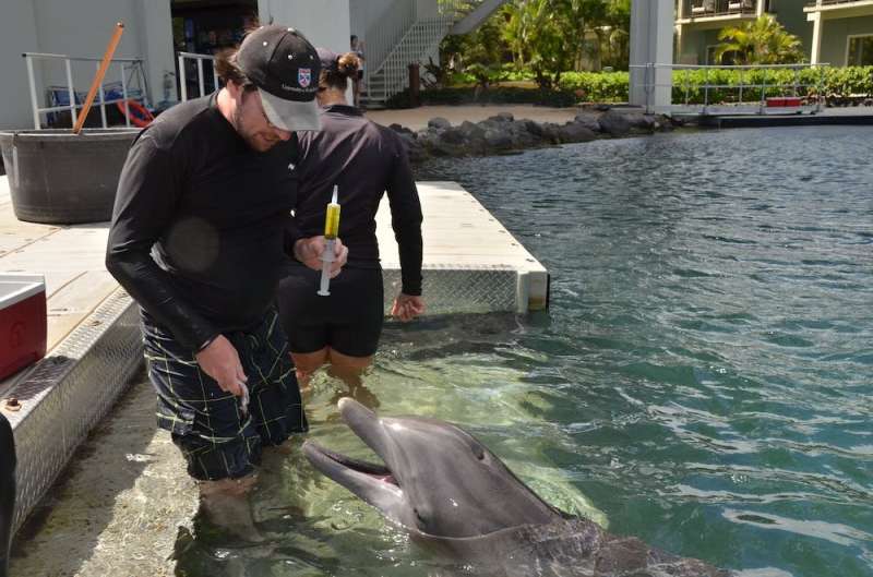 Dolphins use signature whistles to represent other dolphins – similarly to how humans use names