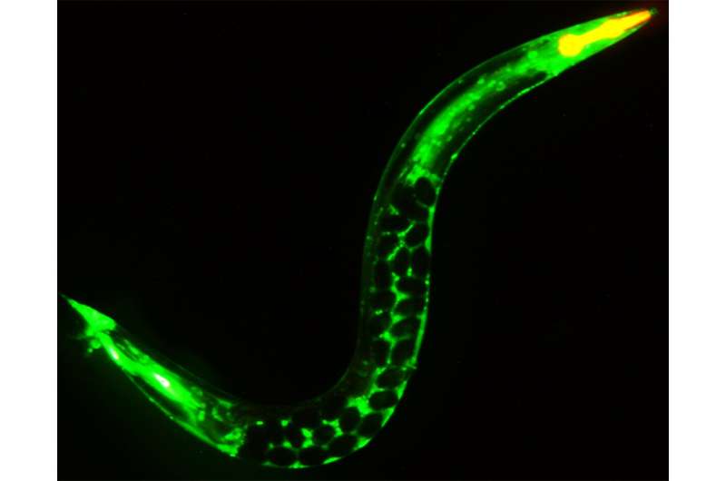 Don't mess with meiosis: Study suggests how reproductive health influences overall health and aging