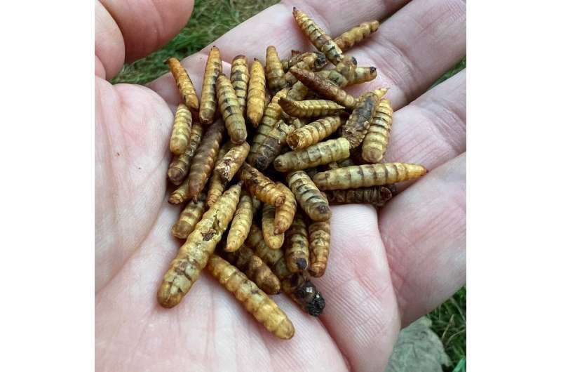 Don’t worry, maggots help break down compost piles