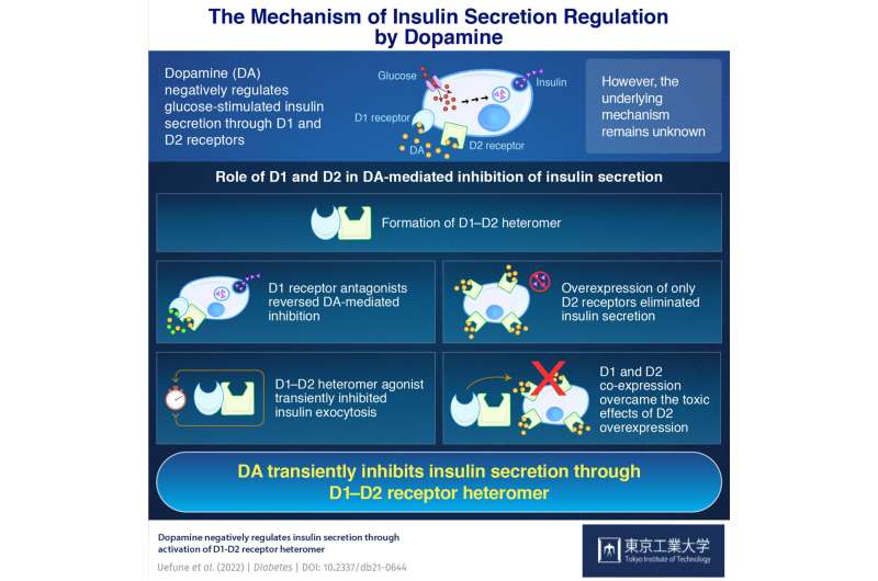 Dopamine regulates insulin secretion through a complex of receptors, finds new study