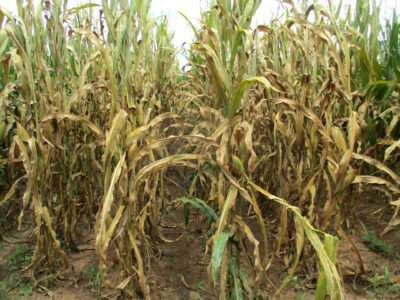 Drone data provides early identification of southern rust in corn