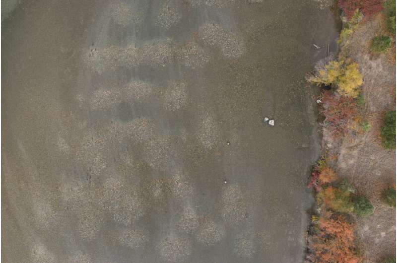 Drones show potential to improve salmon nest counts