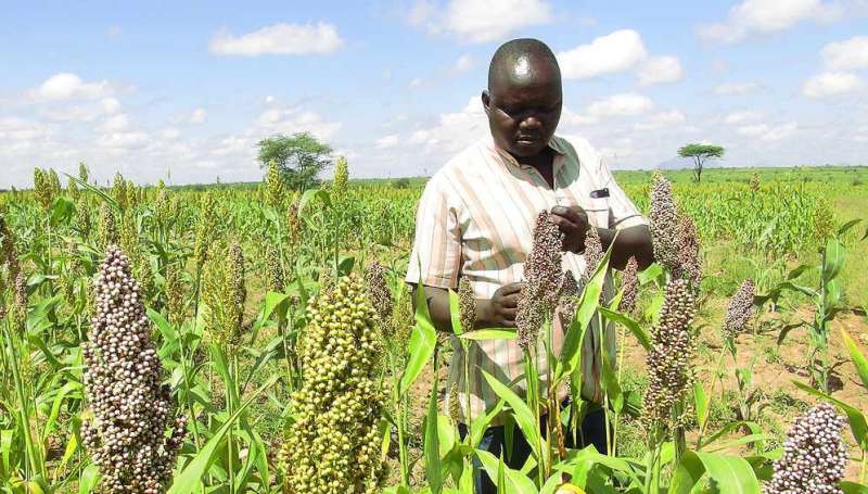 Drought-resistant crops to tackle food crisis